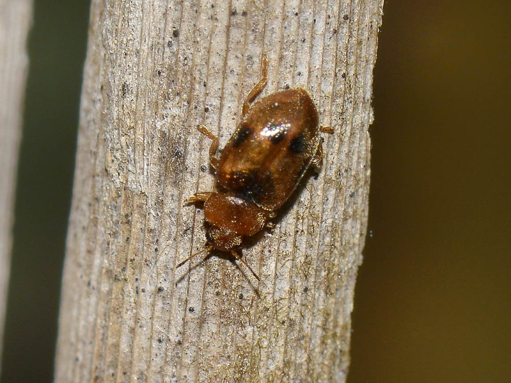 Coccidula scutellata, Coccinellidae, Rhizobiinae